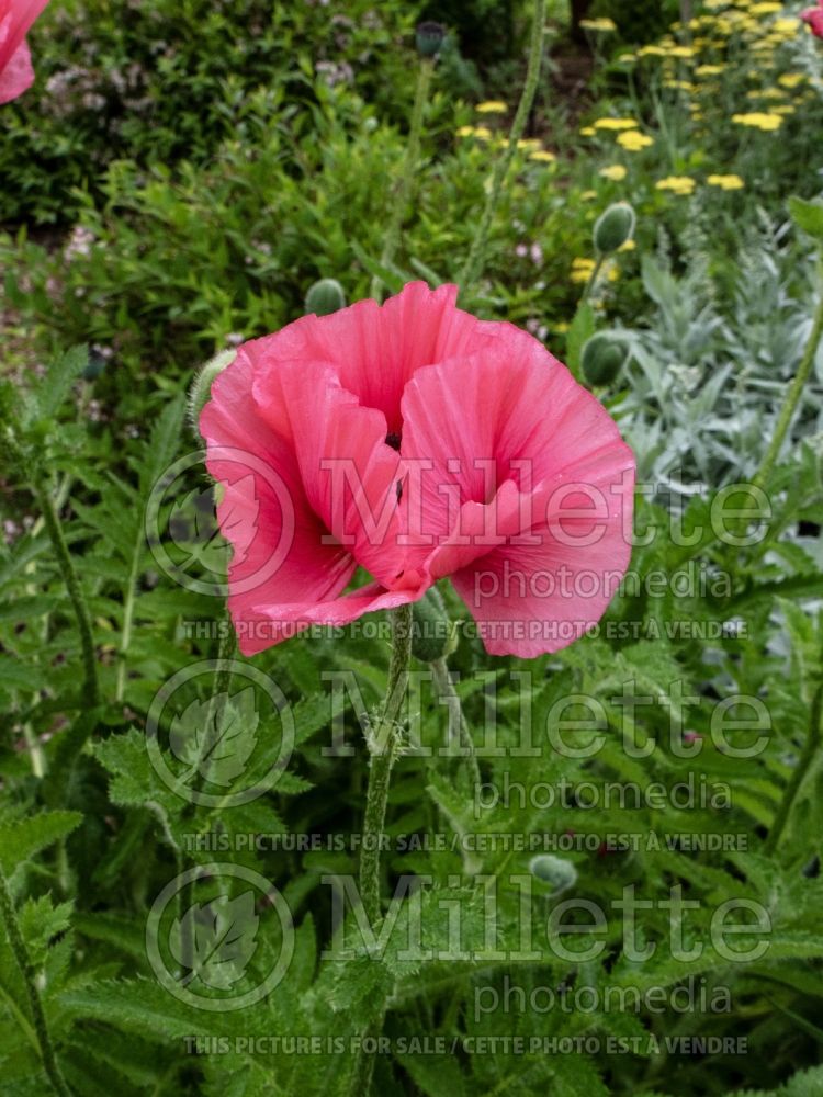 Papaver Burning Heart (Oriental Poppy) 4