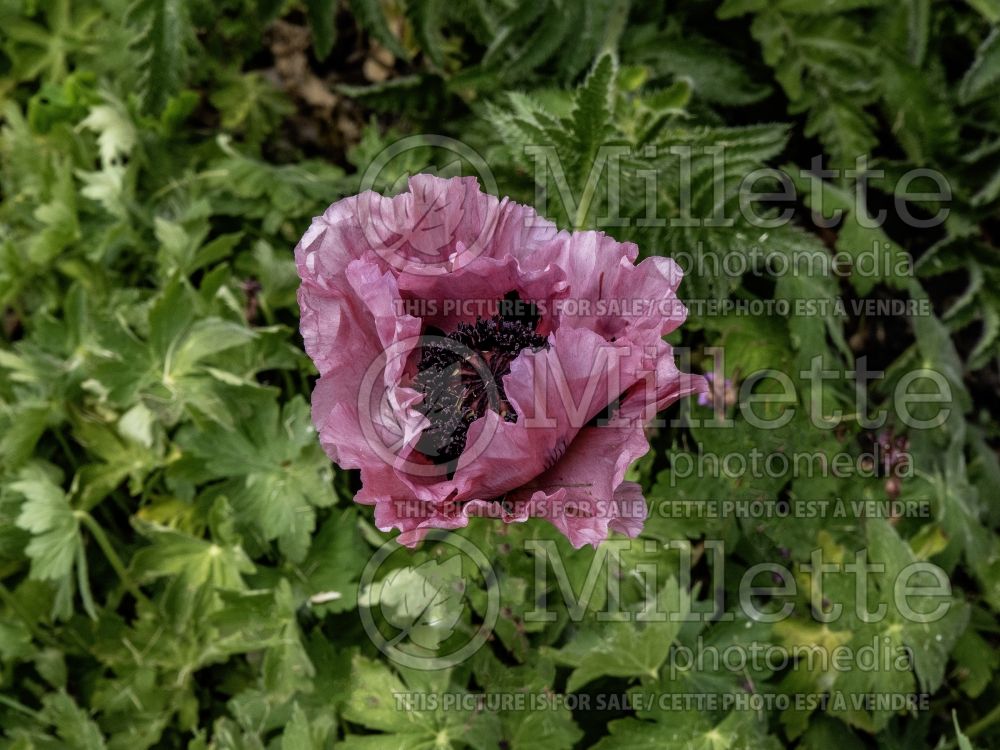 Papaver Patty's Plum (Oriental Poppy) 1