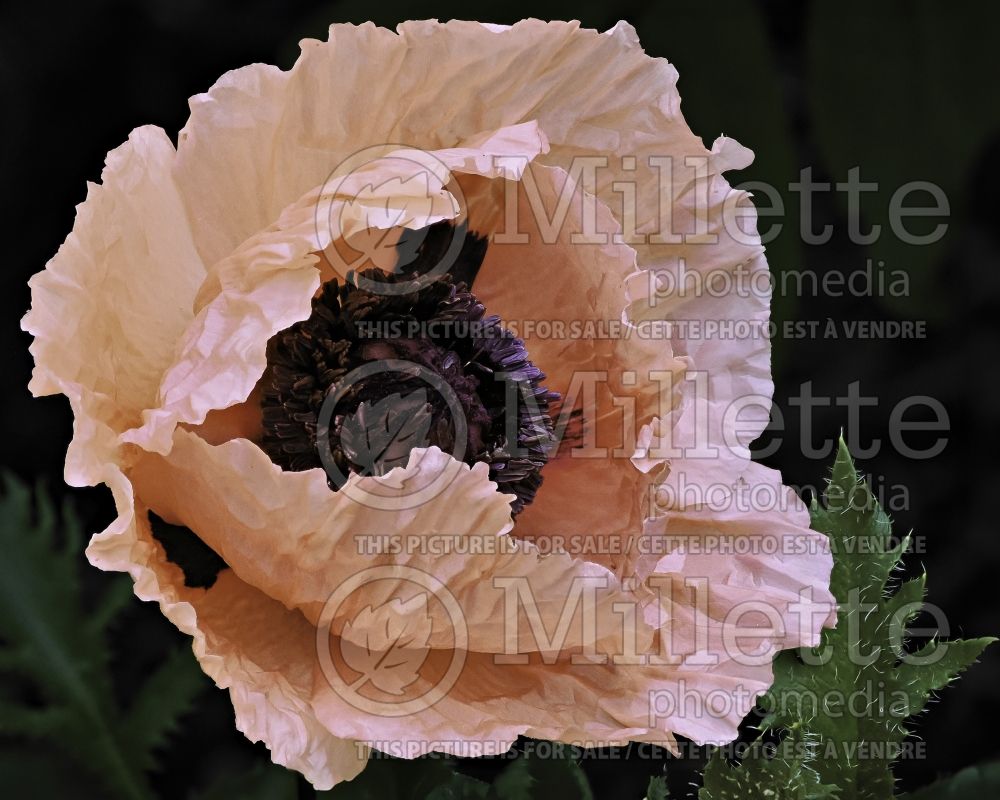 Papaver Queen Alexandra (Oriental Poppy) 1