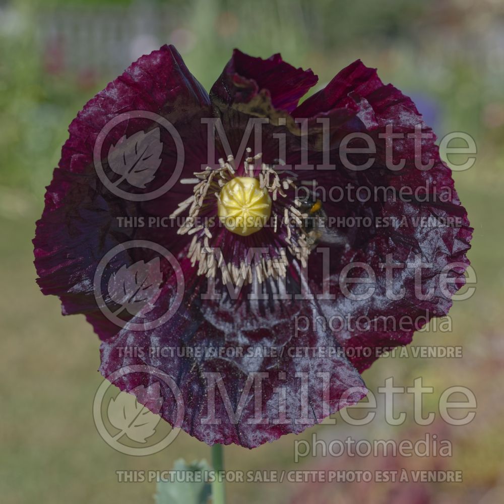 Papaver Lauren's Grape (Opium Poppy) 2  