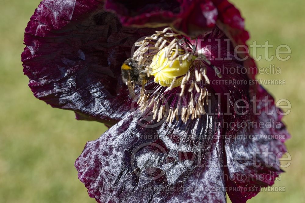 Papaver Lauren's Grape (Opium Poppy) 3  