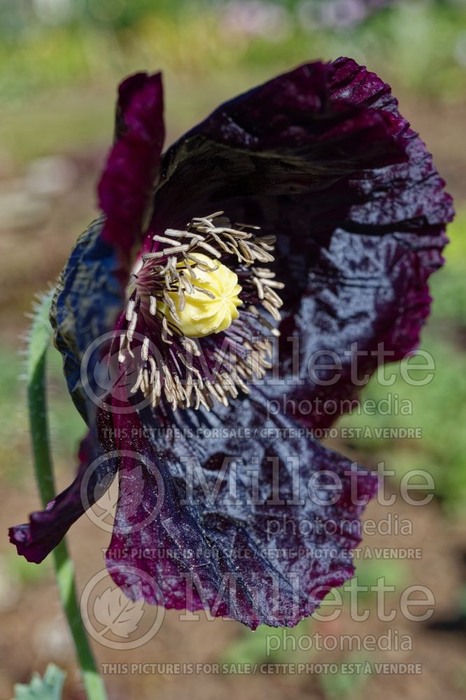 Papaver Lauren's Grape (Opium Poppy) 4  