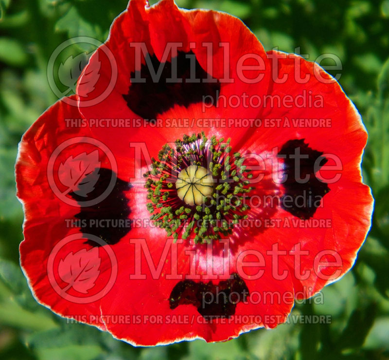 Papaver Ladybird (Caucasian Scarlet Poppy) 1  