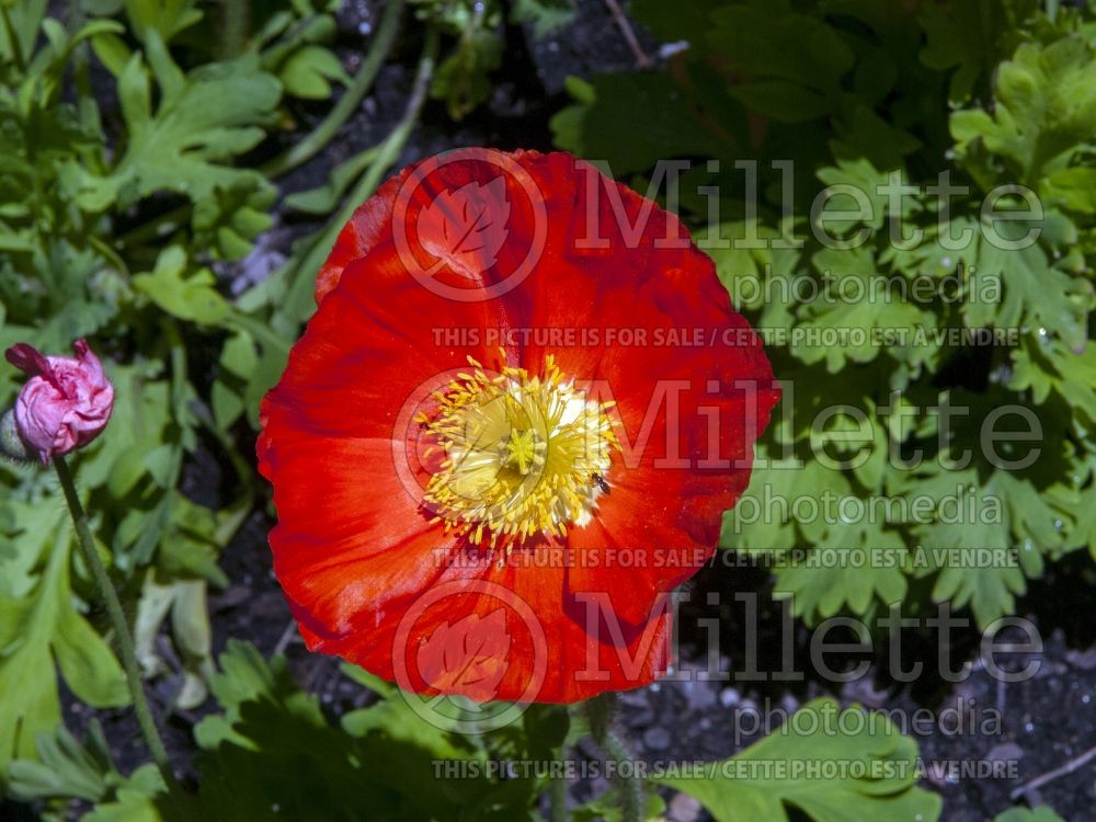 Papaver Champagne Bubble Scarlet (Iceland Poppy) 1 