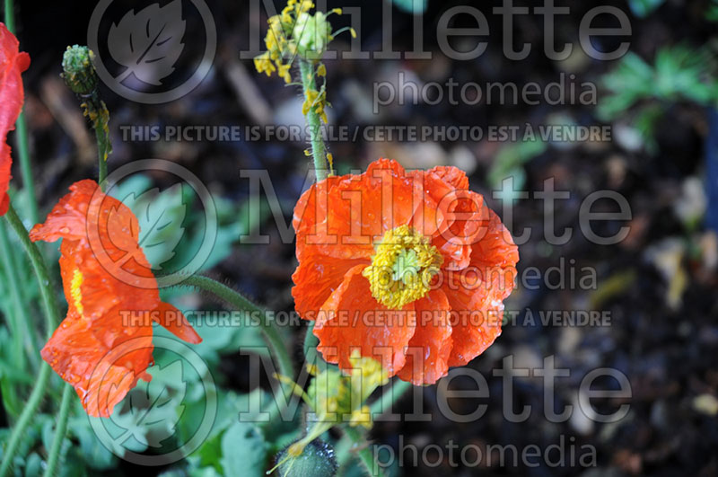 Papaver Garden Gnome (Iceland Poppy) 1