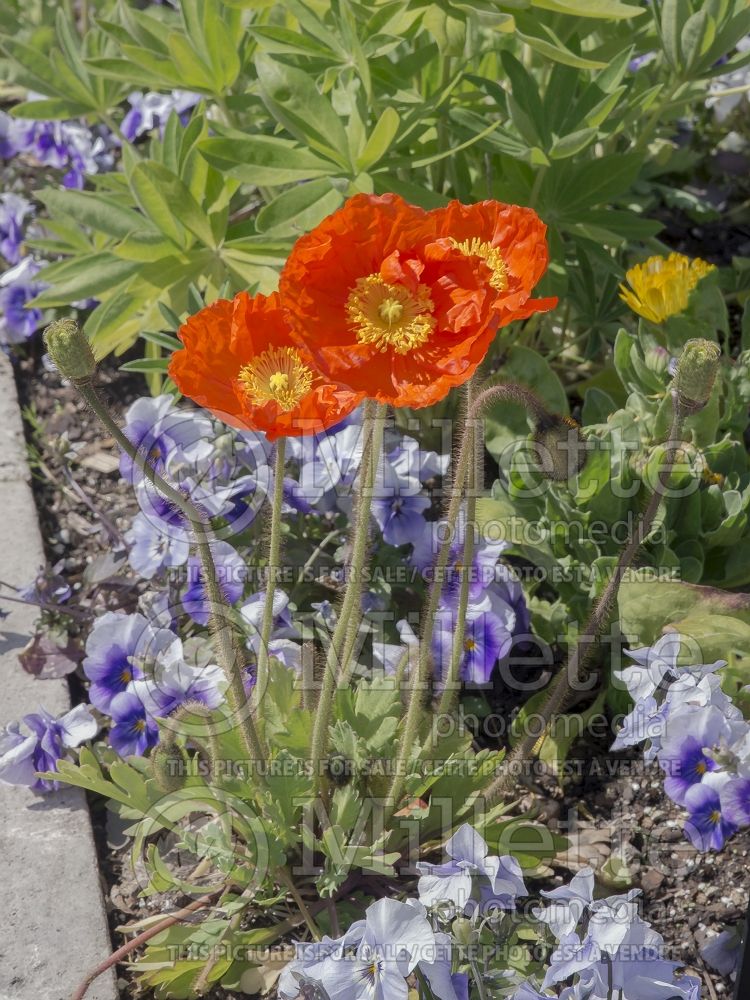 Papaver Spring Fever Orange (Iceland Poppy)  7