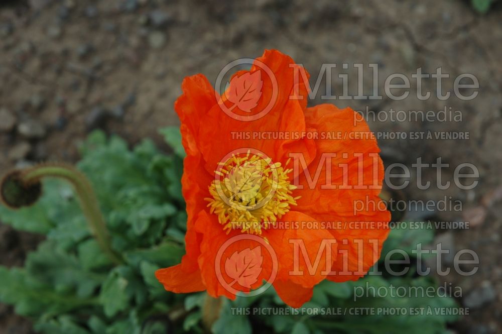 Papaver Spring Fever Orange (Iceland Poppy)  1