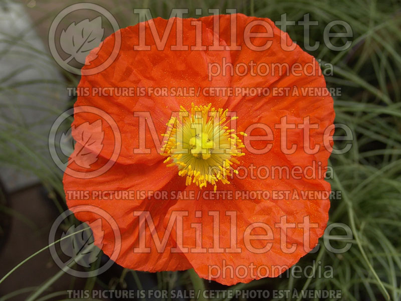 Papaver Spring Fever Orange (Iceland Poppy)  9