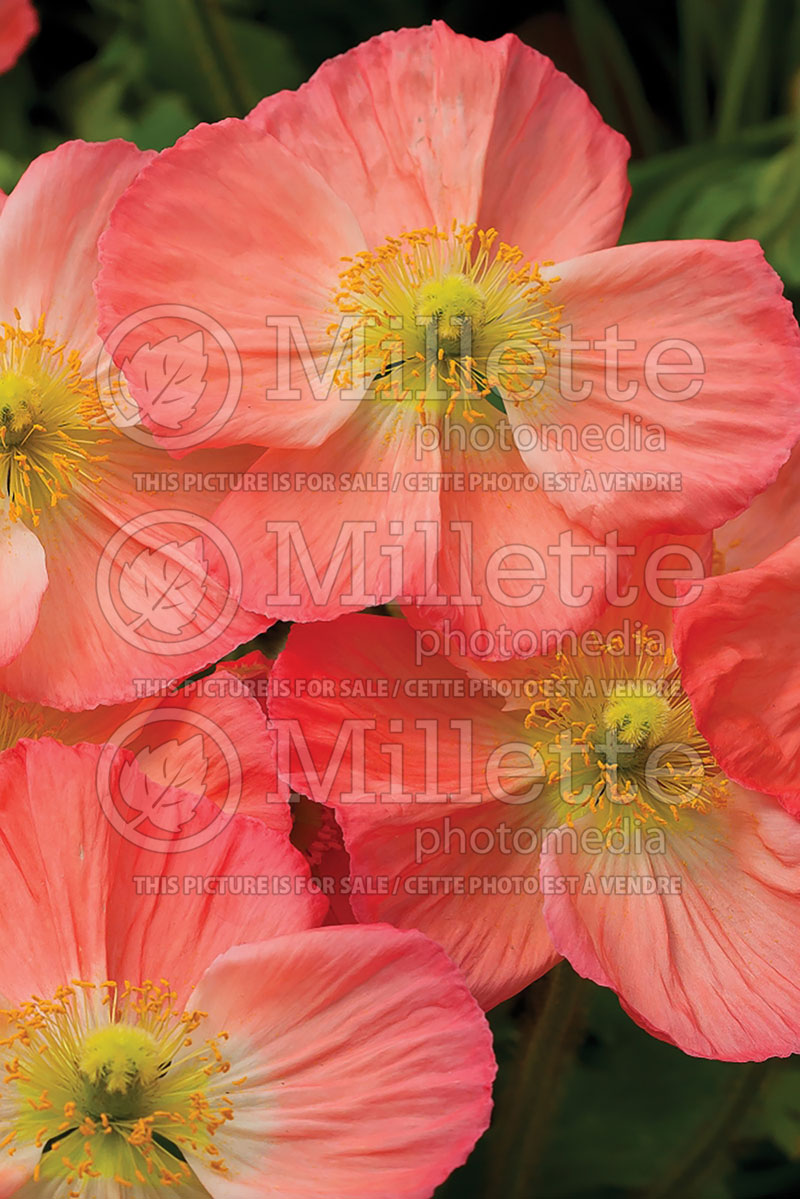 Papaver Spring Fever Pink (Iceland Poppy)  1