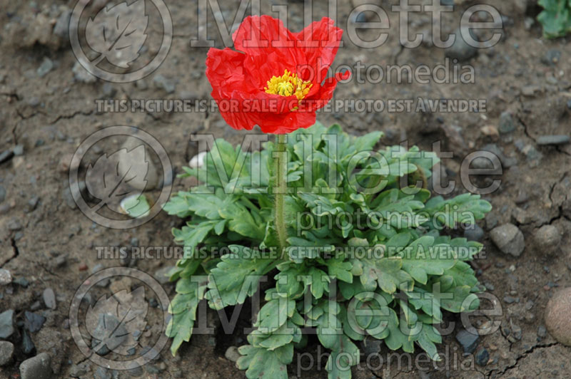 Papaver Spring Fever Orange (Iceland Poppy)  4