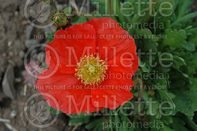 Papaver Spring Fever Red (Iceland Poppy)  1