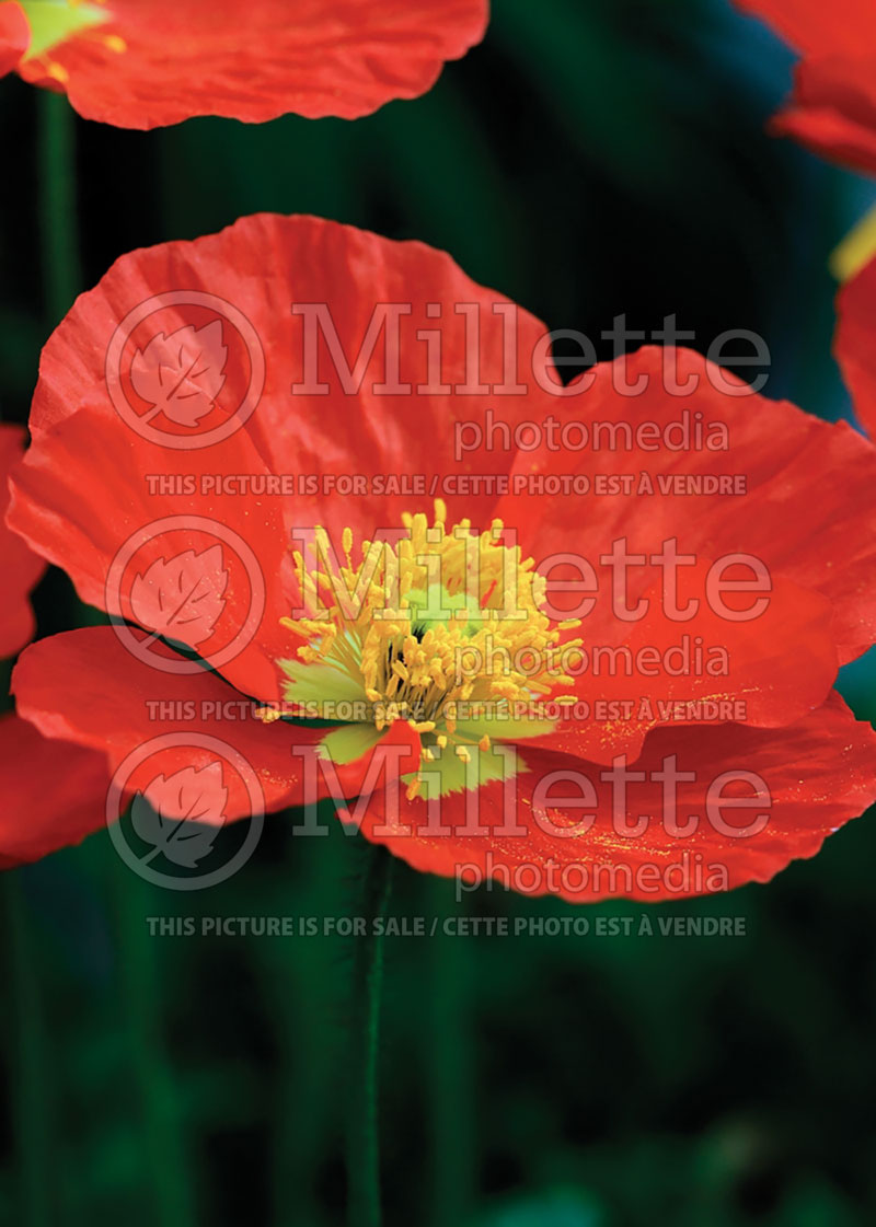 Papaver Spring Fever Orange (Iceland Poppy)  2