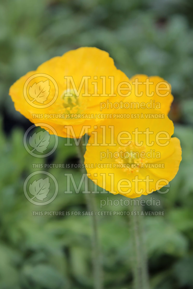 Papaver Spring Fever Yellow (Iceland Poppy)  6