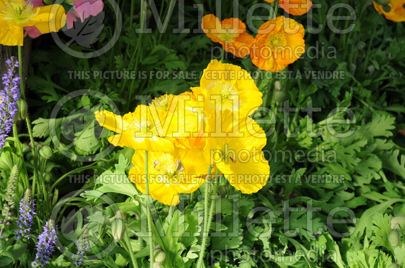 Papaver Spring Fever Yellow (Iceland Poppy)  4