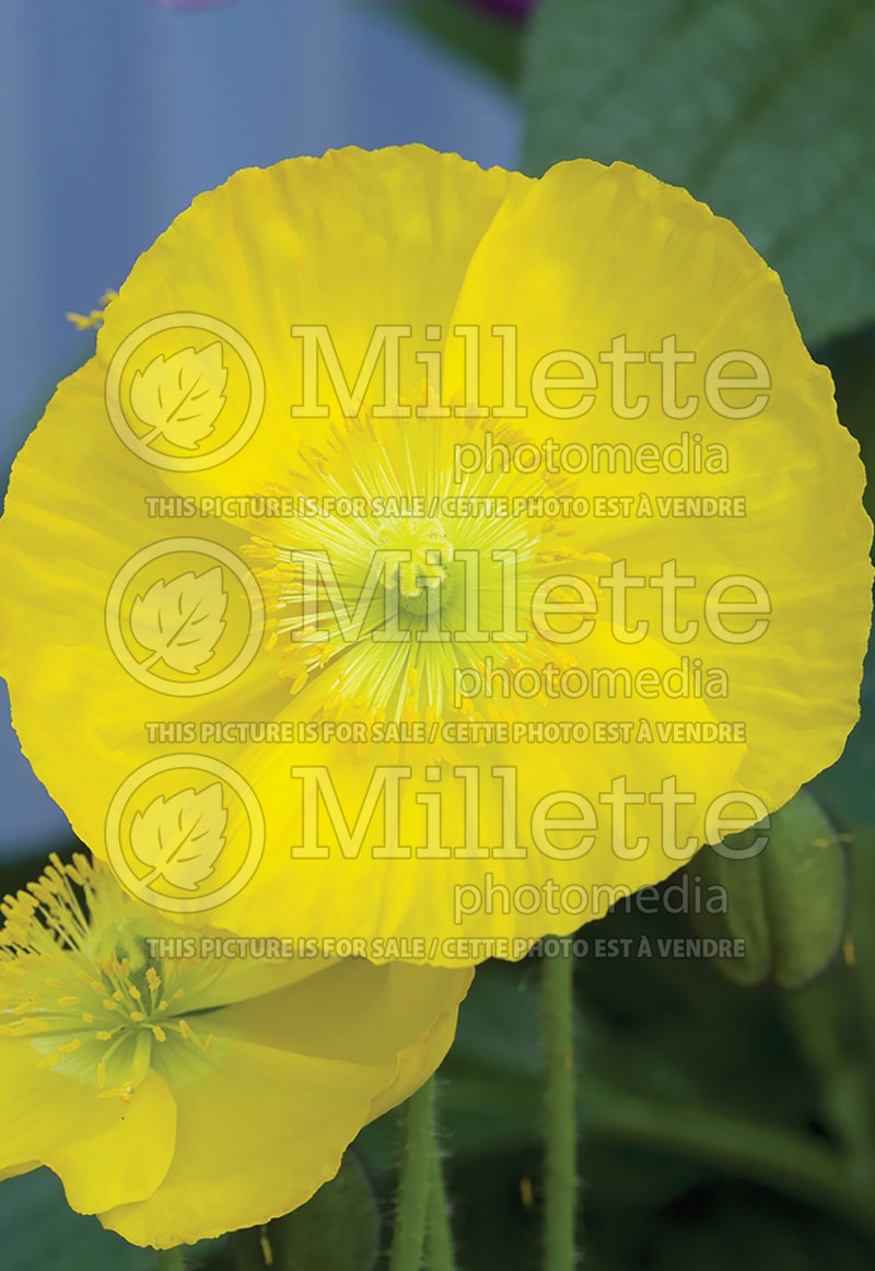 Papaver Spring Fever Yellow (Iceland Poppy)  2