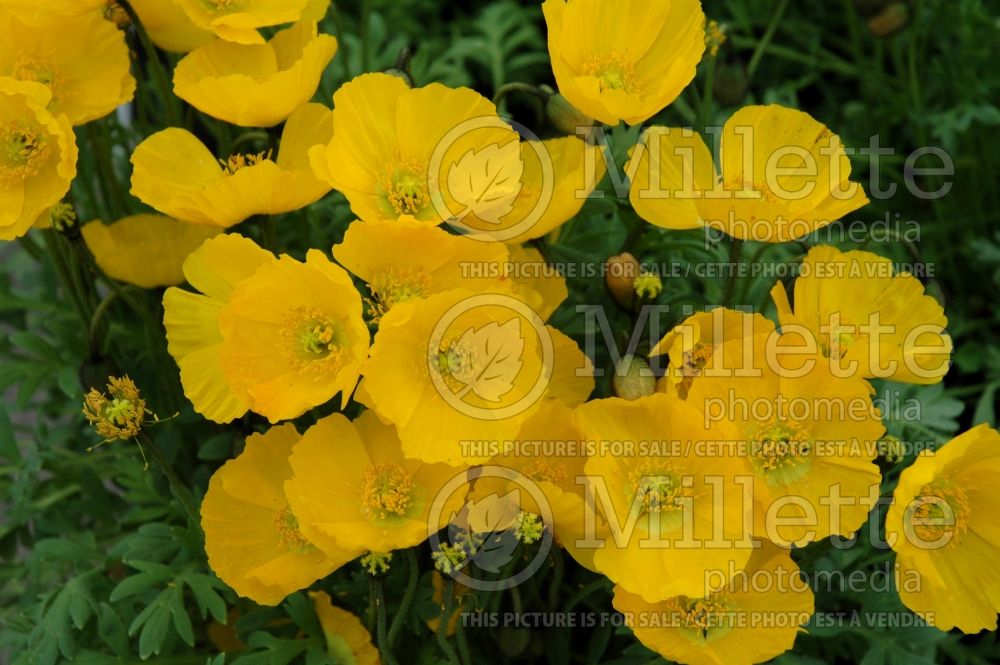 Papaver Summer Breeze Yellow (Iceland Poppy) 1