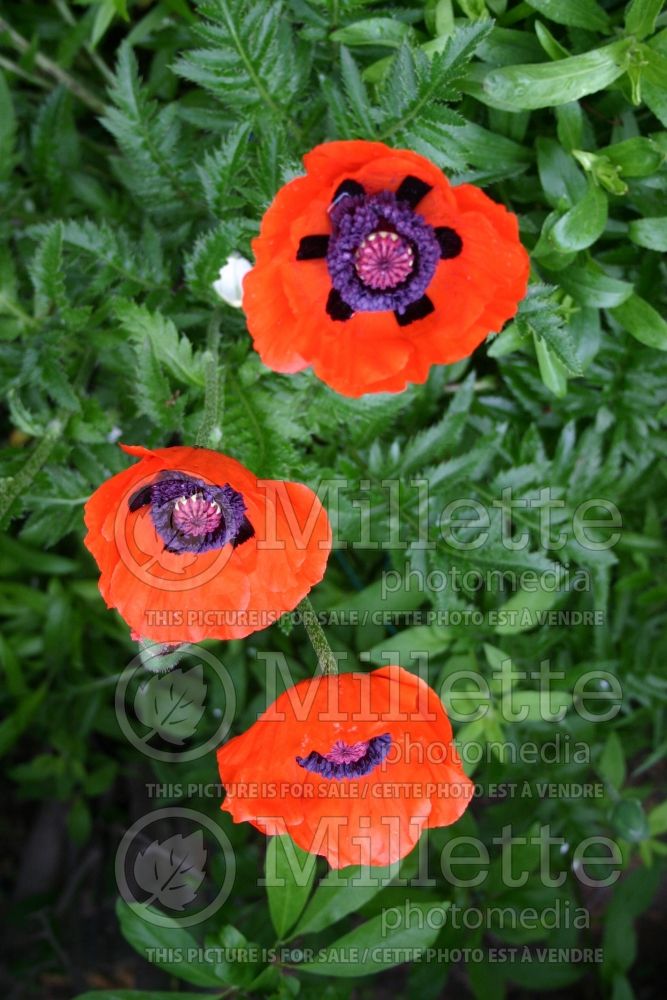 Papaver Allegro (Oriental Poppy)  1