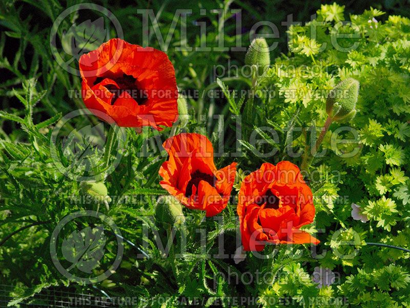 Papaver Allegro (Oriental Poppy)   2