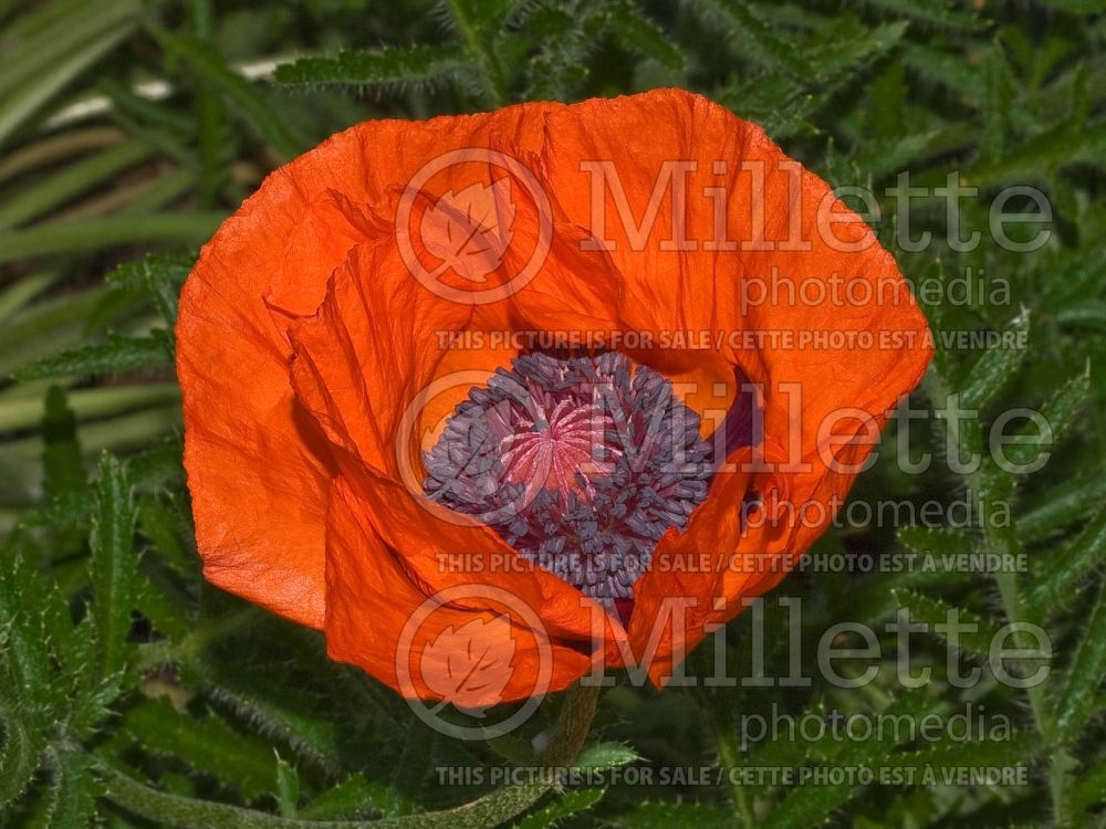 Papaver Allegro (Oriental Poppy)   3