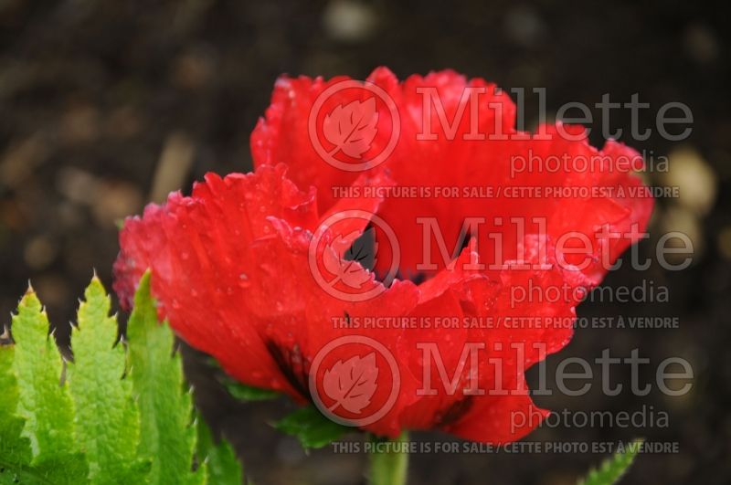 Papaver Baby Kiss (Oriental Poppy) 1