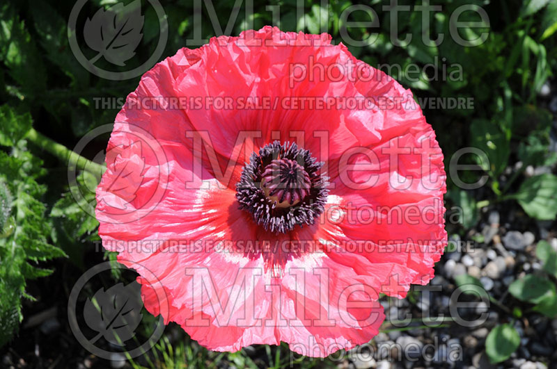 Papaver Burning Heart (Oriental Poppy) 2