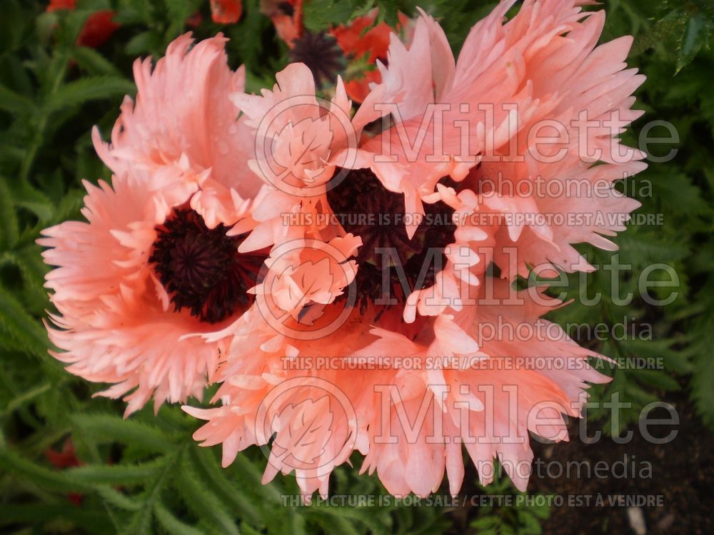 Papaver Fancy Feathers (Oriental Poppy) 1