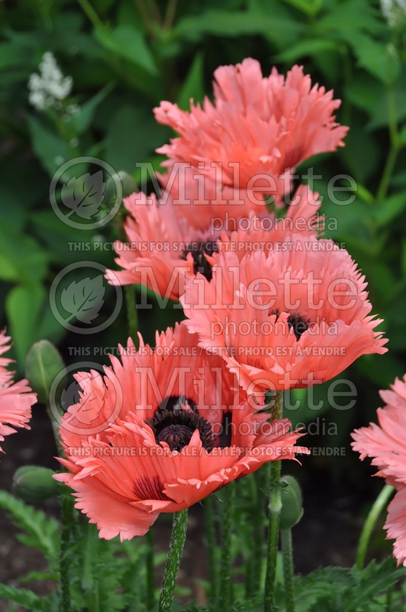 Pink Ruffles Oriental Poppy