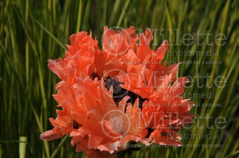 Papaver Fancy Feathers (Oriental Poppy) 3  