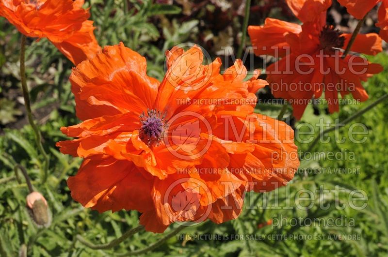 Papaver Gold of Ophir (Oriental Poppy) 2  