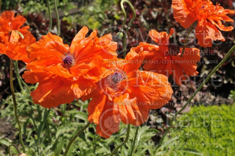 Papaver Gold of Ophir (Oriental Poppy) 1  