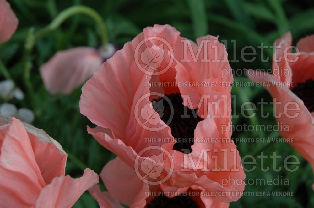 Papaver Helen Elizabeth (Oriental Poppy) 2  