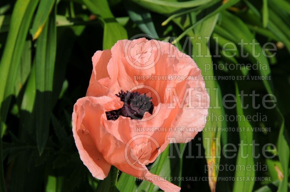 Papaver Helen Elizabeth (Oriental Poppy) 1  