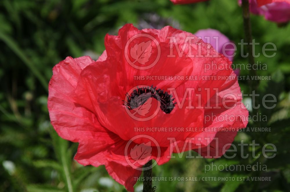 Papaver Little Candyfloss (Oriental Poppy) 1 