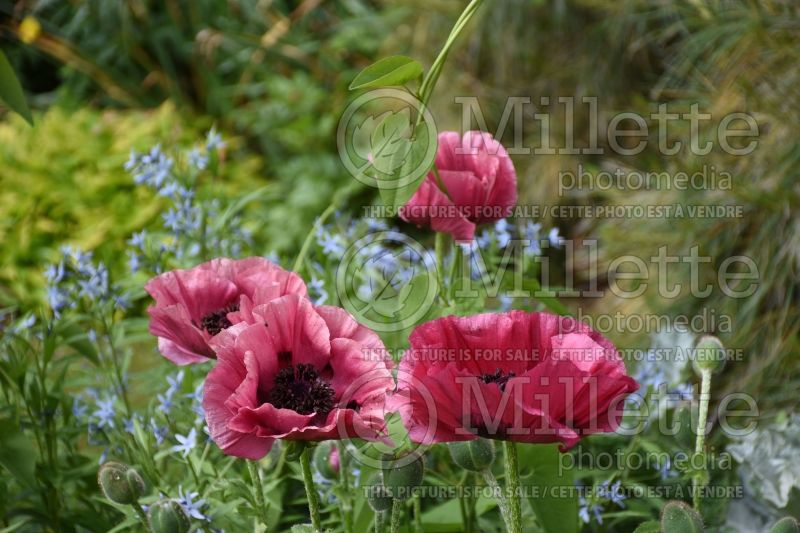 Papaver Marlene (Oriental Poppy) 2  