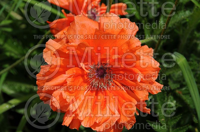 Papaver May Queen (Oriental Poppy)   1