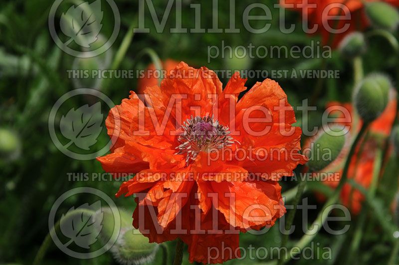 Papaver May Queen (Oriental Poppy)   2