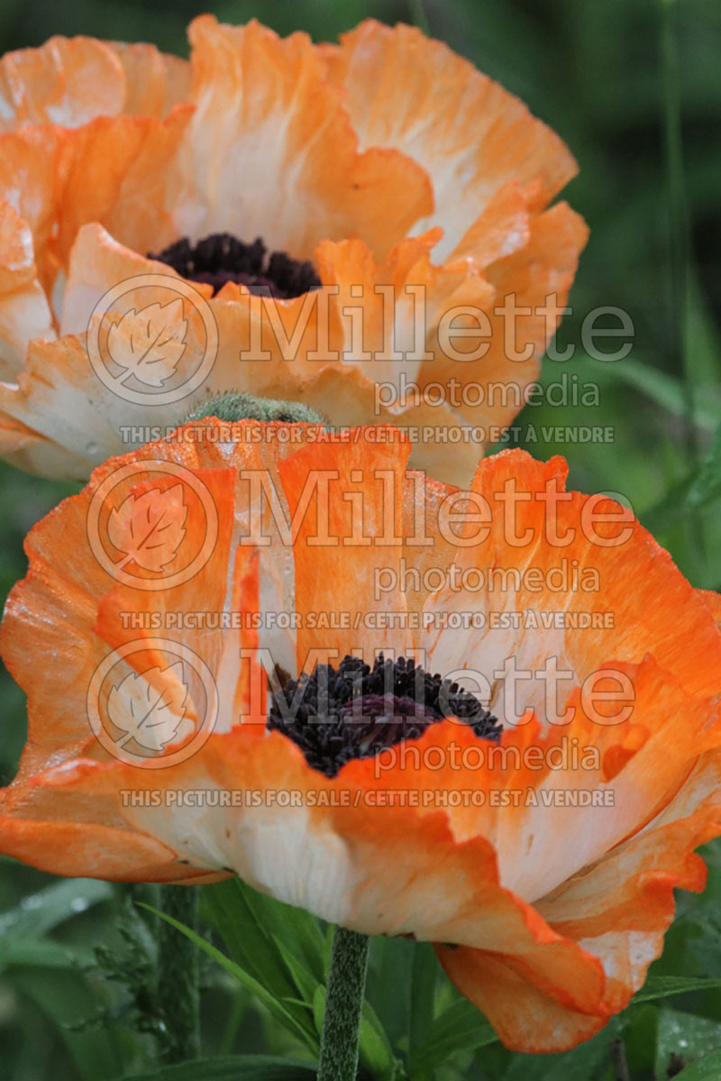 Papaver Orange Picotee (Oriental Poppy) 1 