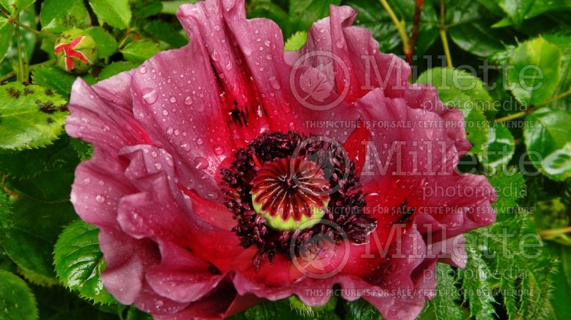 Papaver Patty’s Plum (Oriental Poppy) 2