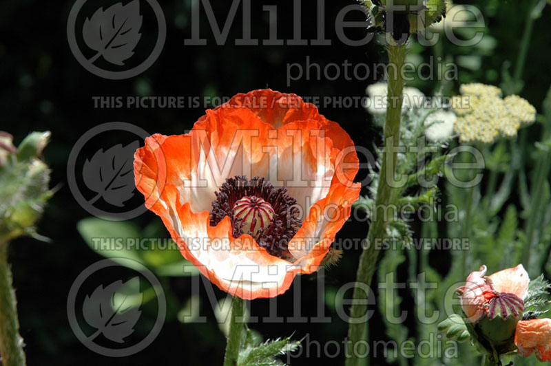 Papaver Picotee (Oriental Poppy) 1