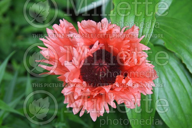 Papaver Pink Ruffles (Oriental Poppy)  1