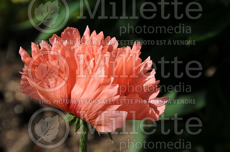 Papaver Pink Ruffles (Oriental Poppy) 2  