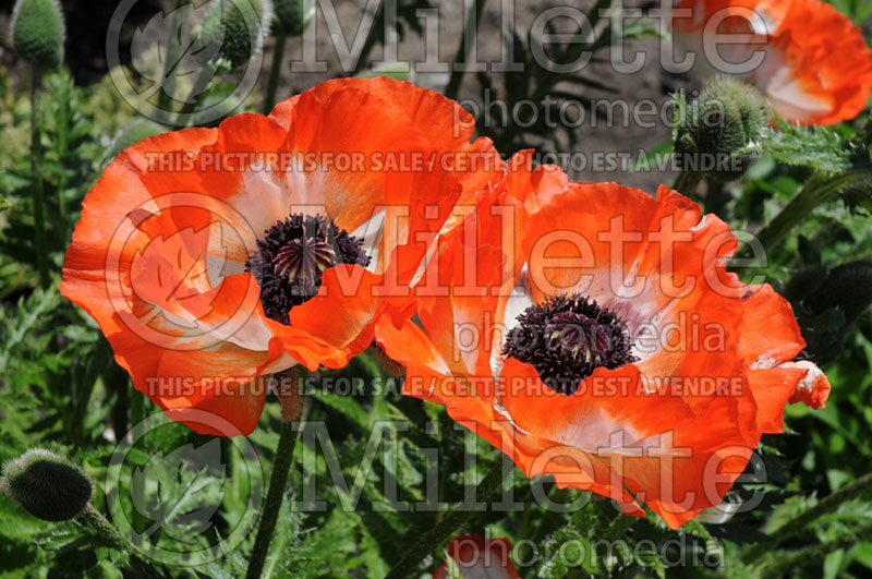 Papaver Pinnacle (Oriental Poppy) 1  