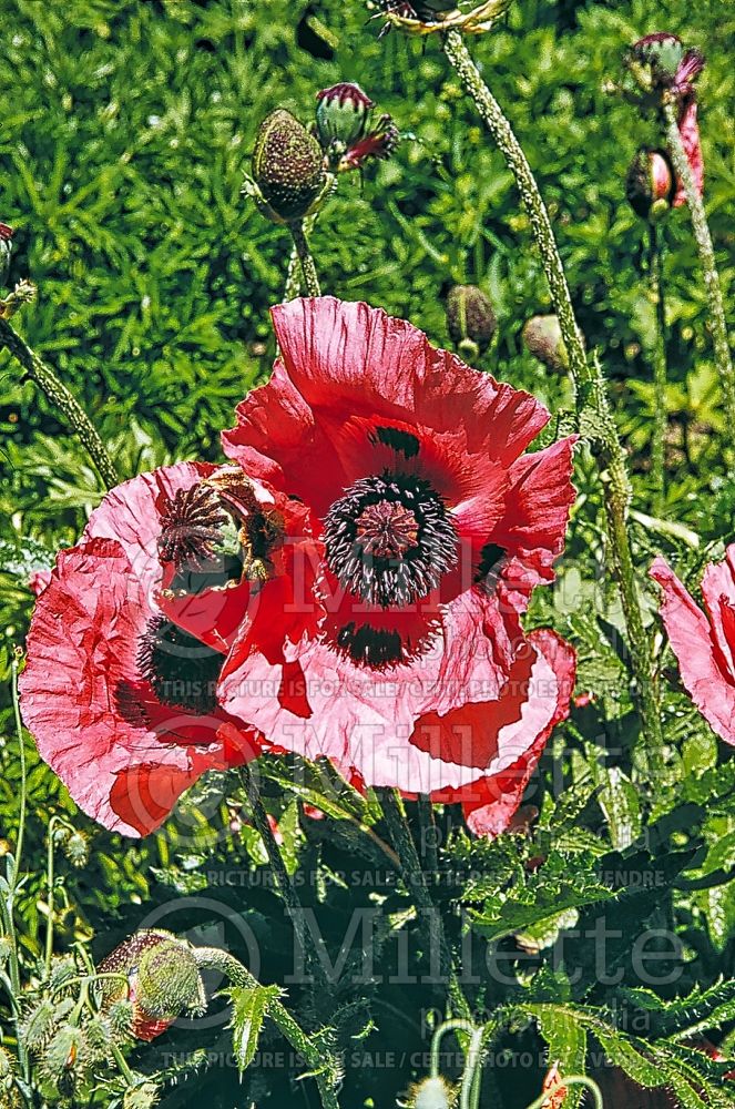 Papaver Pizzicato (Oriental Poppy) 3  