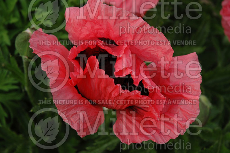 Papaver Pizzicato (Oriental Poppy) 2  