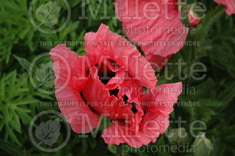 Papaver Pizzicato (Oriental Poppy) 1  