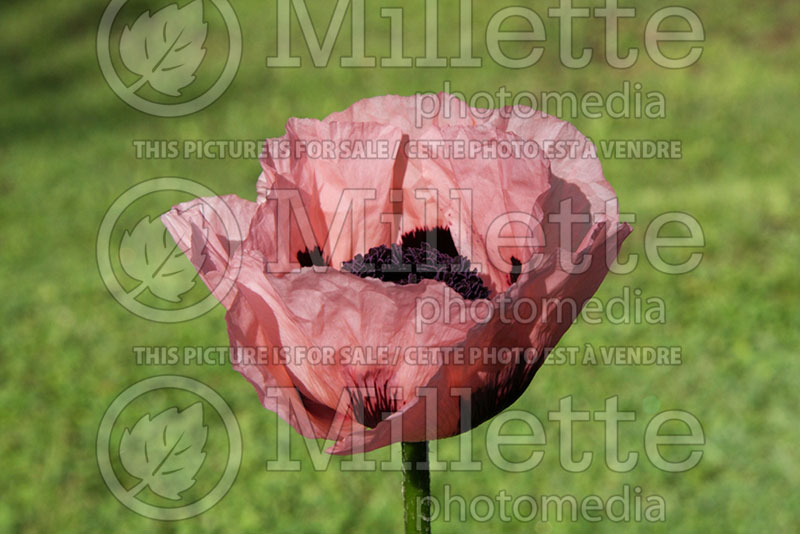 Papaver Princess Victoria Louise (Oriental Poppy)  1