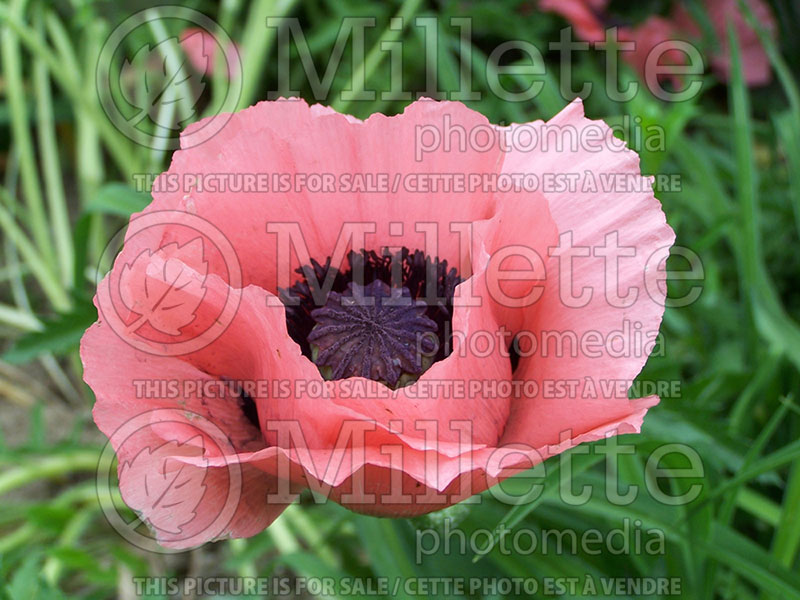 Papaver Princess Victoria Louise (Oriental Poppy)  2