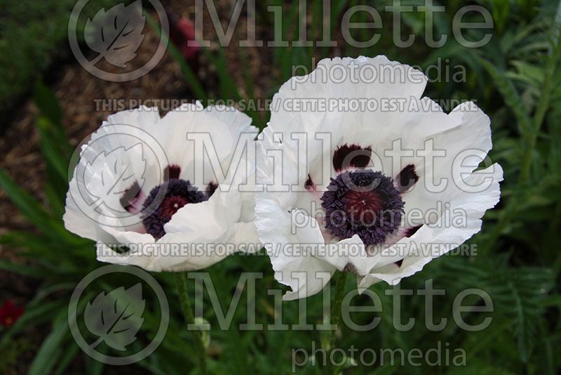 Papaver Royal Wedding (Oriental Poppy) 1  