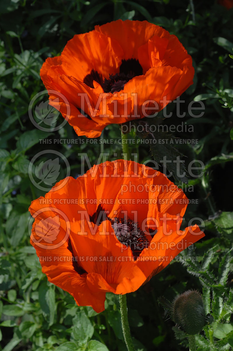 Papaver rhoeas (Flanders poppy) 2  