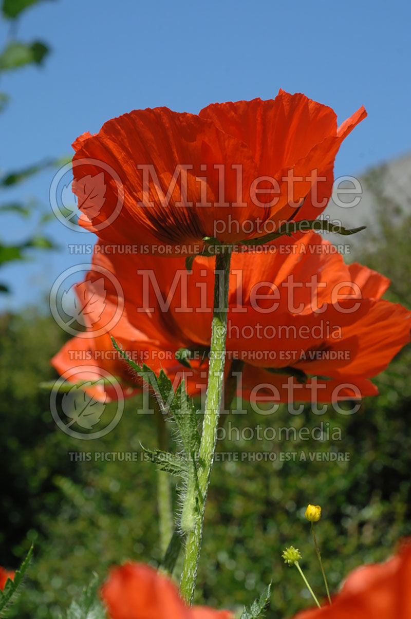 Papaver rhoeas (Flanders poppy) 1  